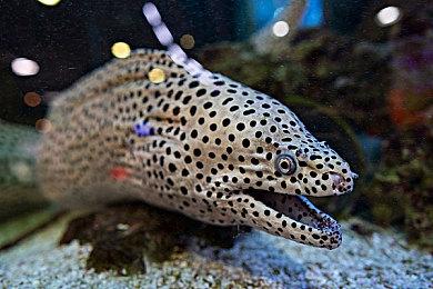 《使命召唤》前开发者：《不羁联盟》并非翻版而是改进